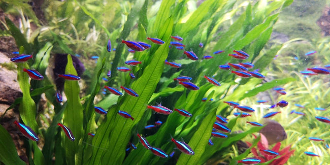 Cardinal Tetra - Large