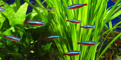 Cardinal Tetra - Large
