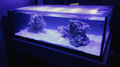 CaribSea Arag-Alive - Reef Sand 10 lb