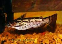Cat Fish Wood
