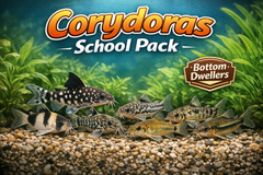 Catfish Lover Bundle