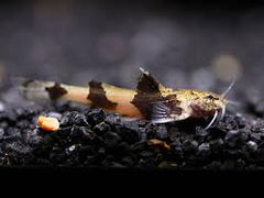 Catfish Lover Bundle