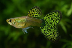 Guppy Green Cobra Endler