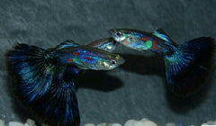 Guppy Cobra Green