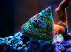 Red Stripe Trochus Snail Bali - Medium