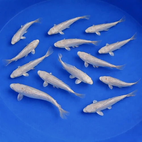 Platinum Ogon Koi 3-4"