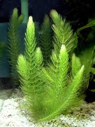 Ceratophyllum Demersum