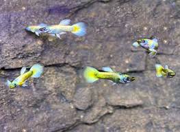 Champagne Jam Guppy Male