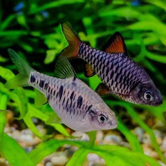 Checkerboard Barb