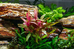 Cherry Hedge Plant Bunched