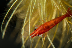 Cherry Red Shrimp