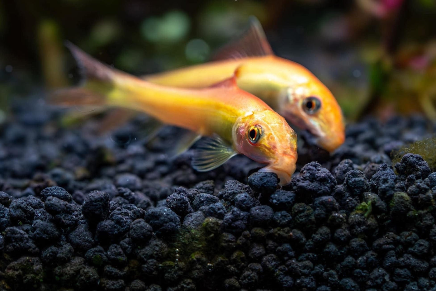 Chinese Algae Eater