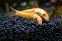 Chinese Algae Eater