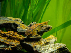 Chinese Algae Eater