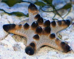 Chocolate Chip Starfish - Medium