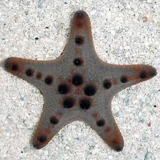 Chocolate Chip Starfish - Medium