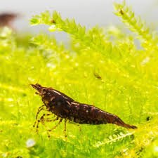 Chocolate Shrimp