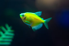 Neon Green Sailfin Molly