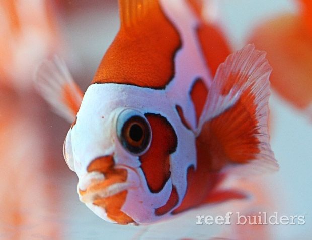 Clownfish
