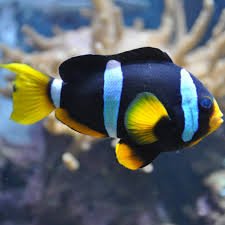 Clarkii Clownfish Tank Raised - Medium