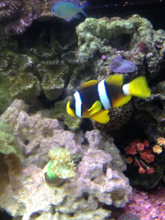 Clarkii Clownfish Tank Raised - Medium