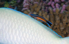 Cleaner Wrasse - Small