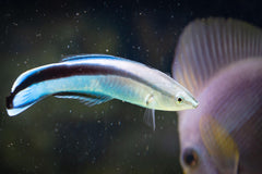 Cleaner Wrasse - Small