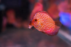 Red Dragon Discus - 3"