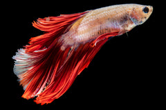 Sword Tail Red Wag Tail
