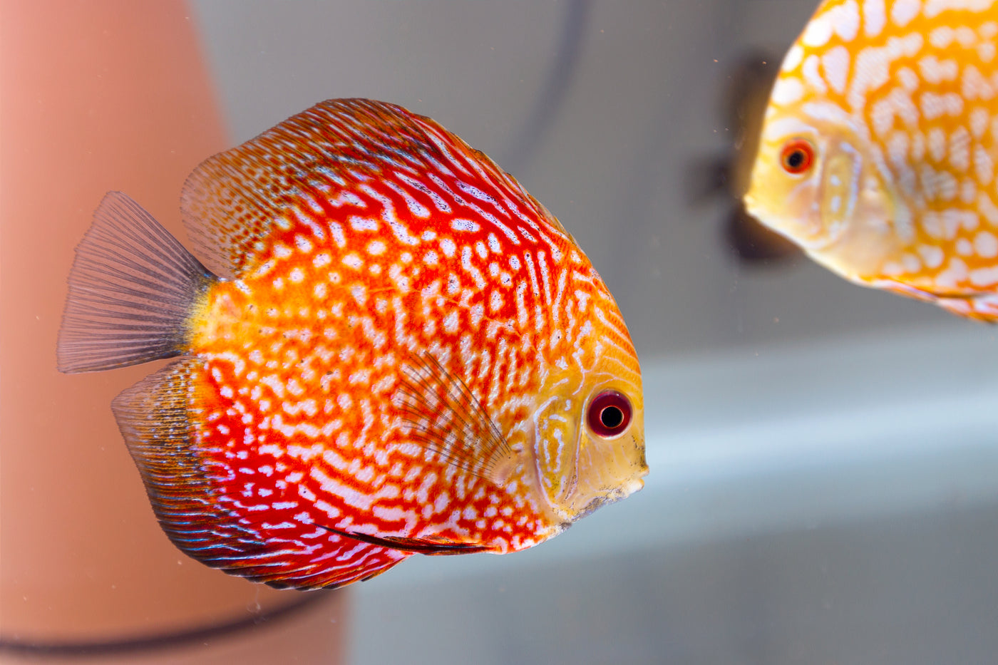 Red Stone Discus