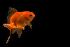 Red & White Oranda