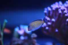 Clown Lineatus Tang - Medium