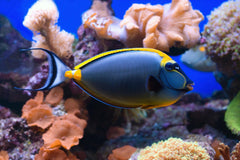 Clown Lineatus Tang - Medium/Large