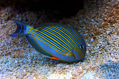 Clown Lineatus Tang - Medium/Large