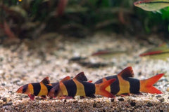 Clown Loach