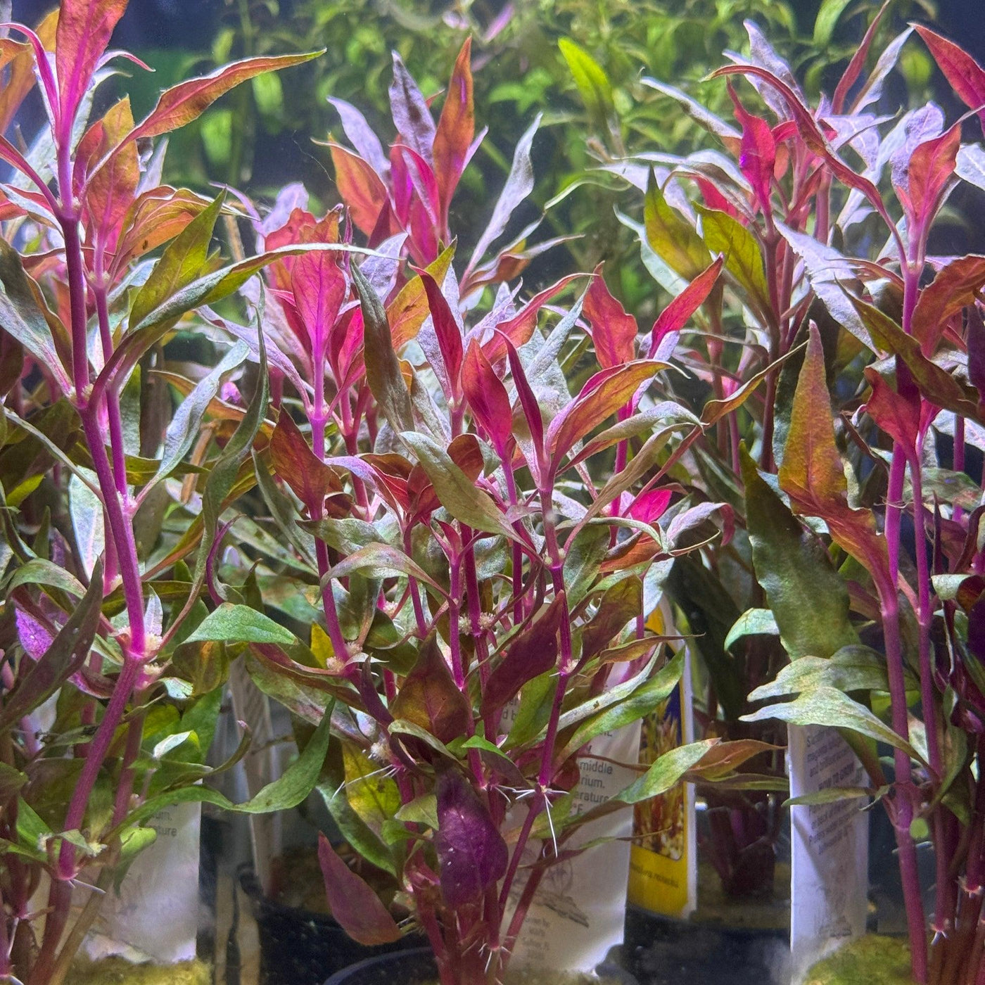 Scarlet Telanthera Plant Bunched