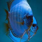 Cobalt Blue Discus