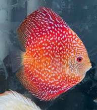 Cobalt Pigeon Pearl Discus