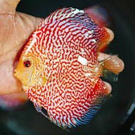Cobalt Pigeon Pearl Discus