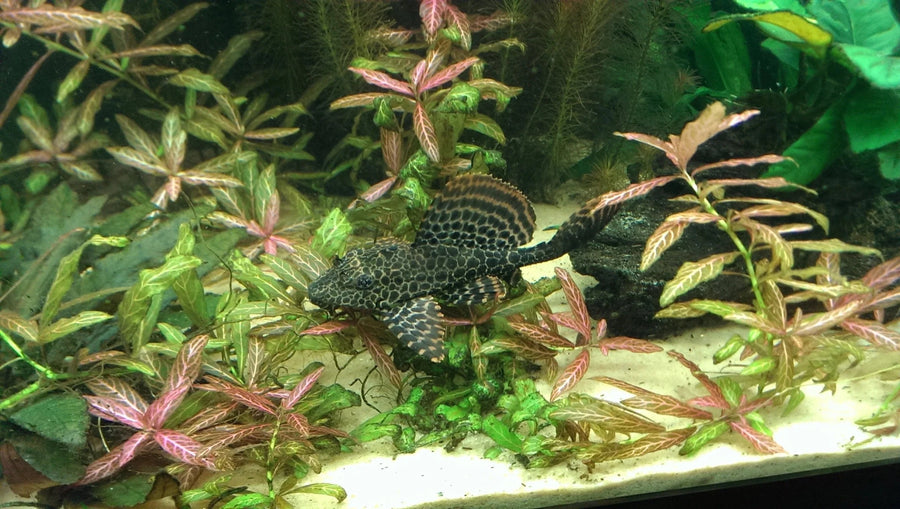 Plecos