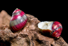Red Lip Nerite Snail