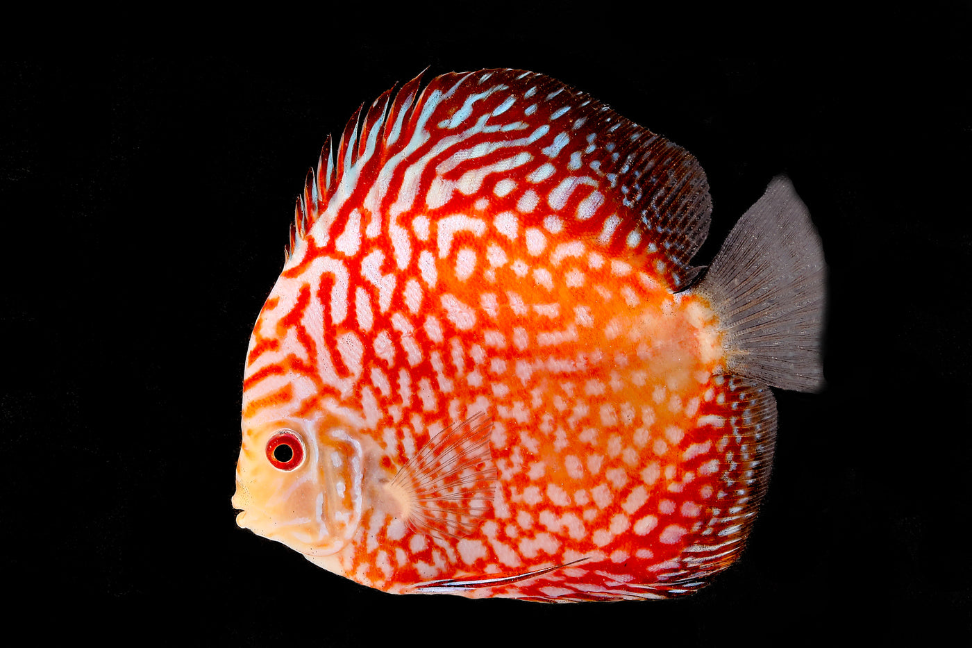 Red Tiger Discus