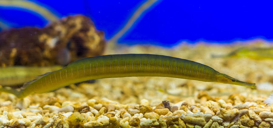Pipefish