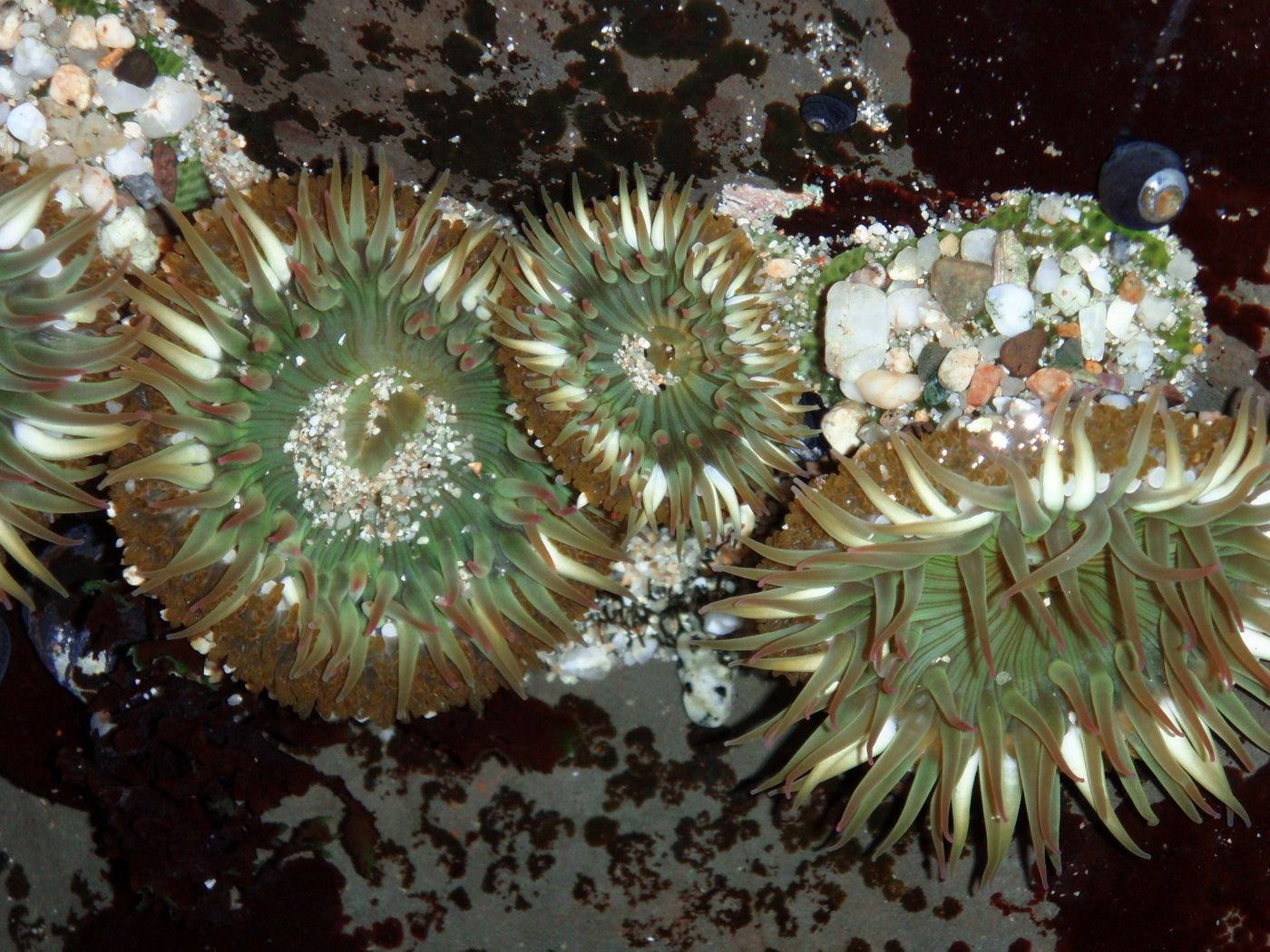 Condylactus Anemone - Medium