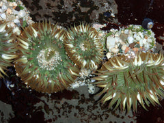 Condylactus Anemone - Medium