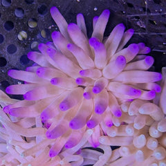 Condylactus Anemone - Medium