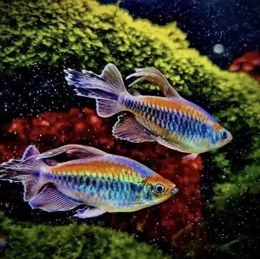 Congo Tetra