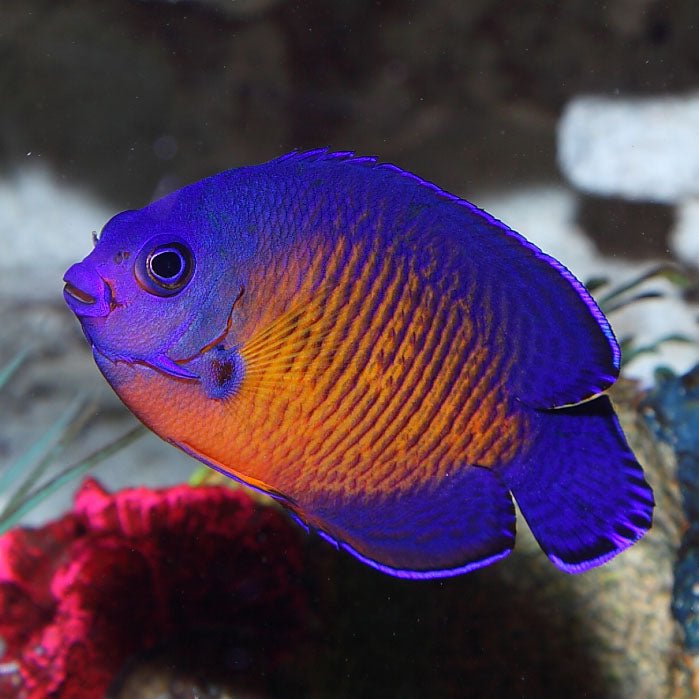 Marine Angelfish