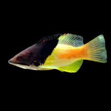 Coral Hogfish - Medium