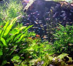 Cory and Rasbora School Pack